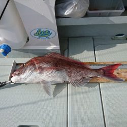 フィッシングボートACE(エース) 釣果