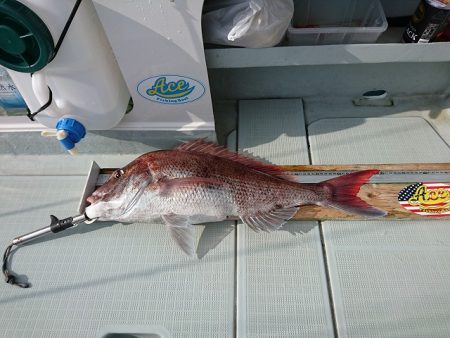 フィッシングボートACE(エース) 釣果