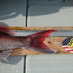 フィッシングボートACE(エース) 釣果