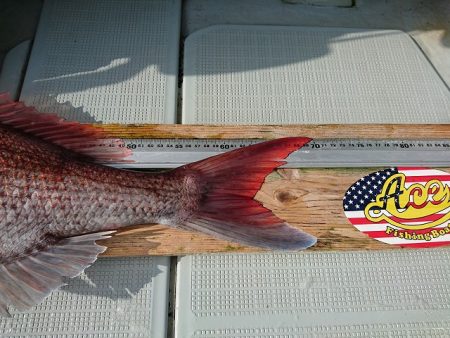 フィッシングボートACE(エース) 釣果