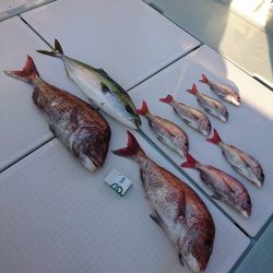 フィッシングボートACE(エース) 釣果