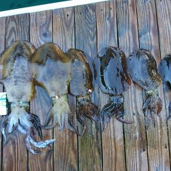 フィッシングボートACE(エース) 釣果