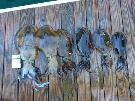 フィッシングボートACE(エース) 釣果