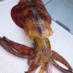 フィッシングボートACE(エース) 釣果