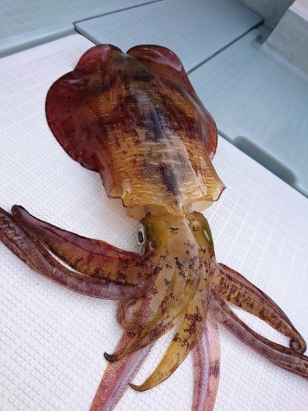 フィッシングボートACE(エース) 釣果