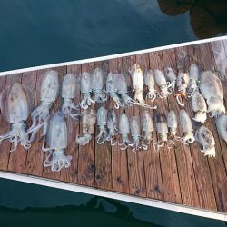 フィッシングボートACE(エース) 釣果