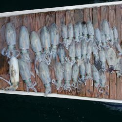 フィッシングボートACE(エース) 釣果