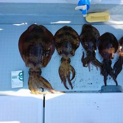 フィッシングボートACE(エース) 釣果