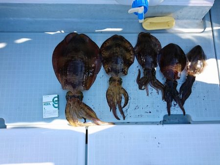 フィッシングボートACE(エース) 釣果