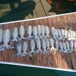 フィッシングボートACE(エース) 釣果