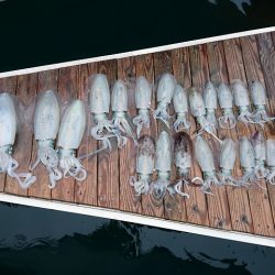 フィッシングボートACE(エース) 釣果