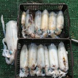 シードリーム 釣果