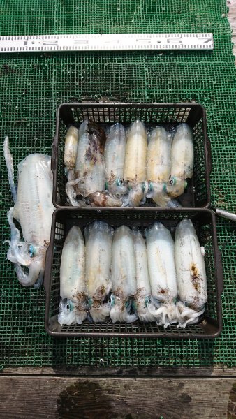 シードリーム 釣果