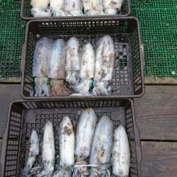 シードリーム 釣果