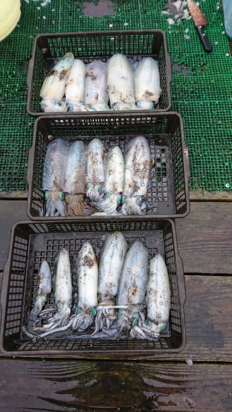 シードリーム 釣果