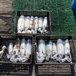 シードリーム 釣果