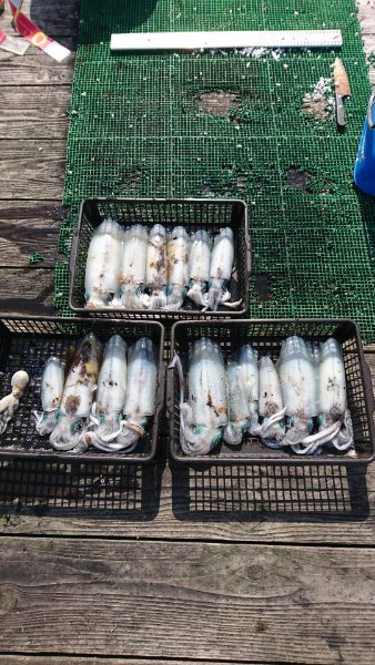 シードリーム 釣果