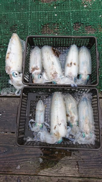 シードリーム 釣果