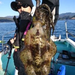 シードリーム 釣果