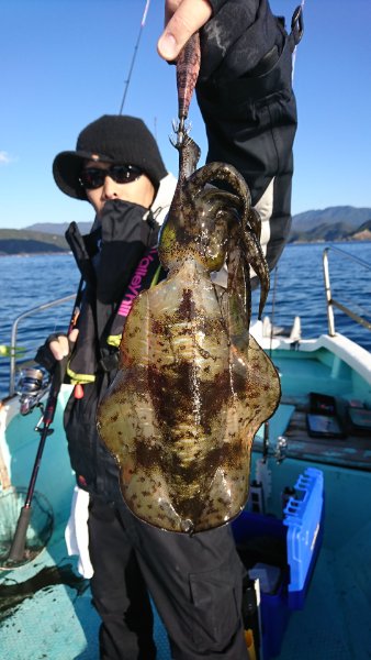 シードリーム 釣果