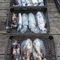 シードリーム 釣果