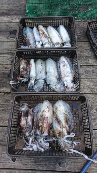 シードリーム 釣果