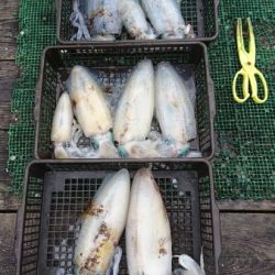 シードリーム 釣果