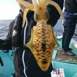 シードリーム 釣果