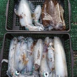 シードリーム 釣果