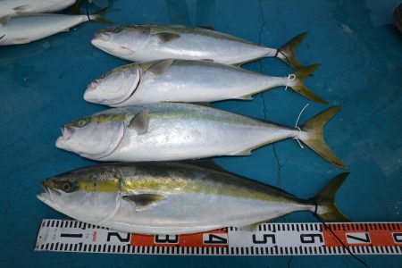 アジアマリンサービス 釣果