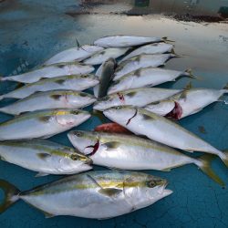 アジアマリンサービス 釣果