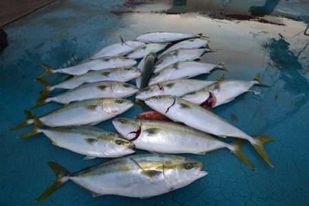 アジアマリンサービス 釣果