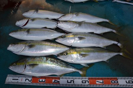 アジアマリンサービス 釣果