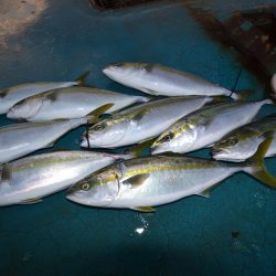 アジアマリンサービス 釣果