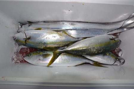 アジアマリンサービス 釣果