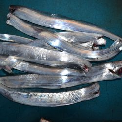 アジアマリンサービス 釣果