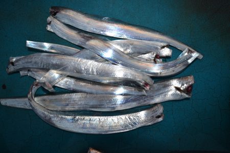 アジアマリンサービス 釣果