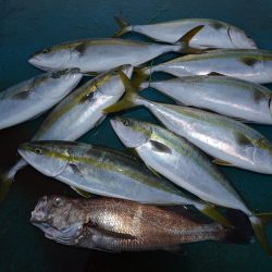 アジアマリンサービス 釣果