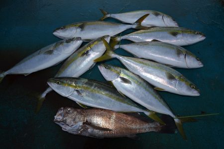 アジアマリンサービス 釣果