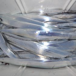 アジアマリンサービス 釣果