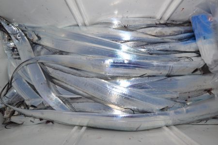 アジアマリンサービス 釣果