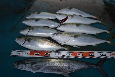 アジアマリンサービス 釣果