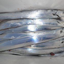 アジアマリンサービス 釣果