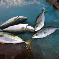 アジアマリンサービス 釣果