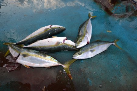 アジアマリンサービス 釣果