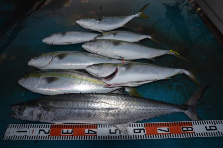 アジアマリンサービス 釣果