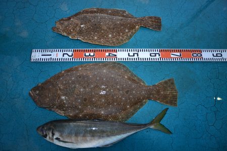 アジアマリンサービス 釣果