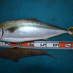 アジアマリンサービス 釣果