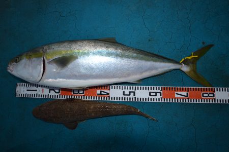 アジアマリンサービス 釣果