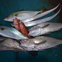 アジアマリンサービス 釣果